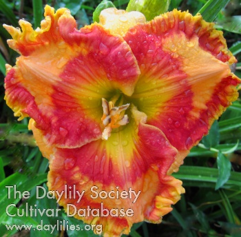 Daylily Jacob Henry